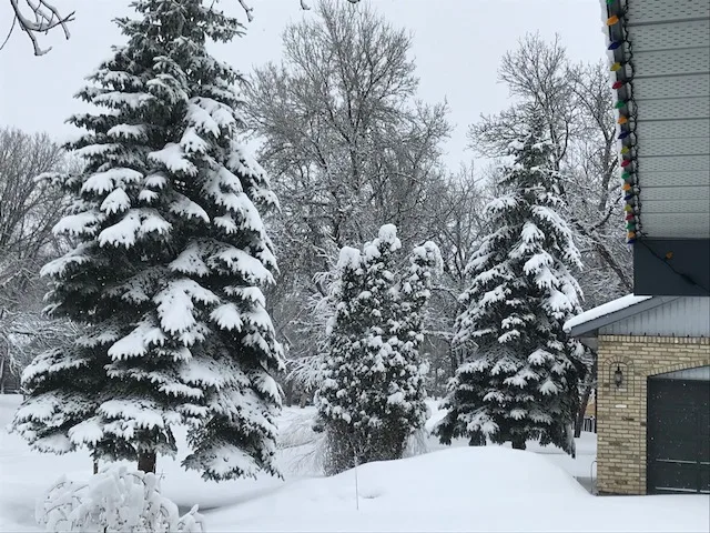Heavy snow resting on cedar branches.