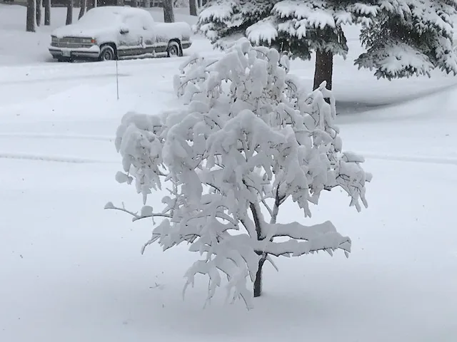 A tree carrying heavy snow on its branches.