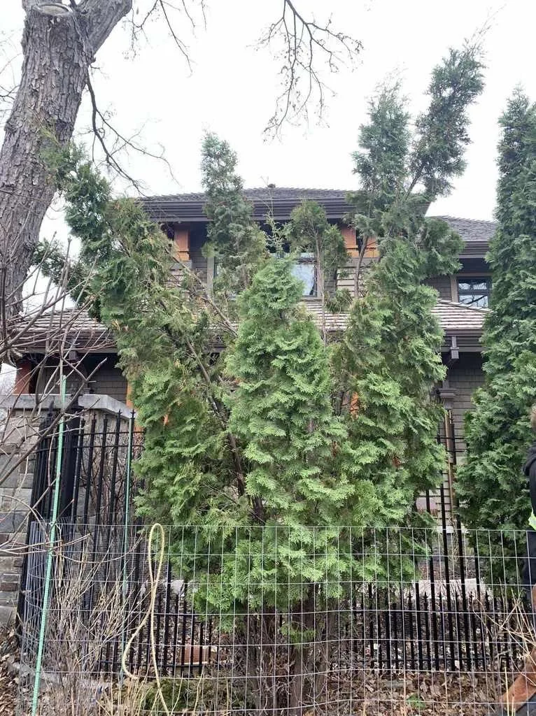 A cedar with branches displaced by heavy snow.