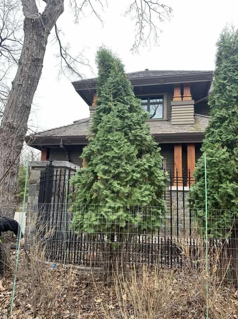 A cedar after work to address snow damage.
