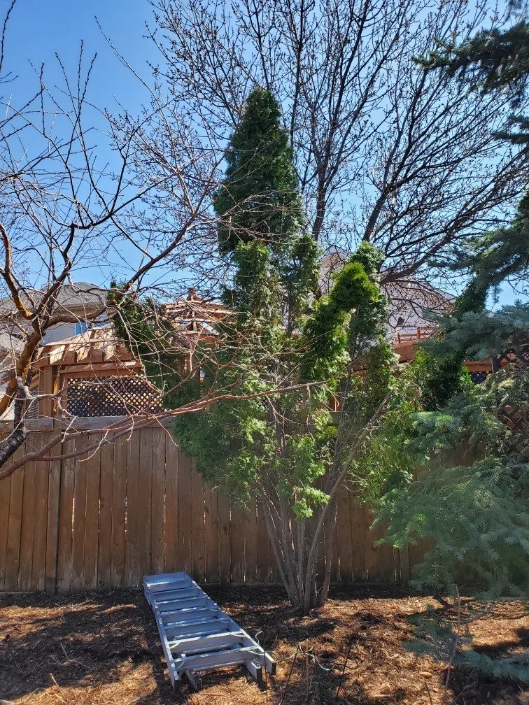 Cedar branches spread apart after heavy snow.