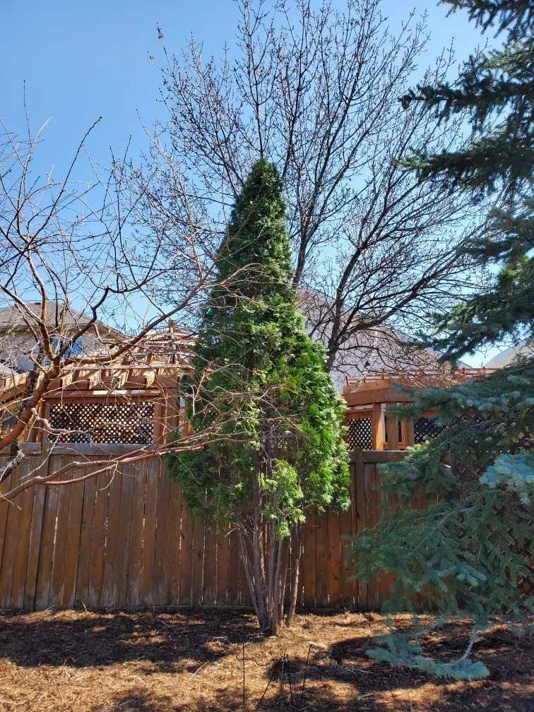 A cedar after corrective care for snow damage.