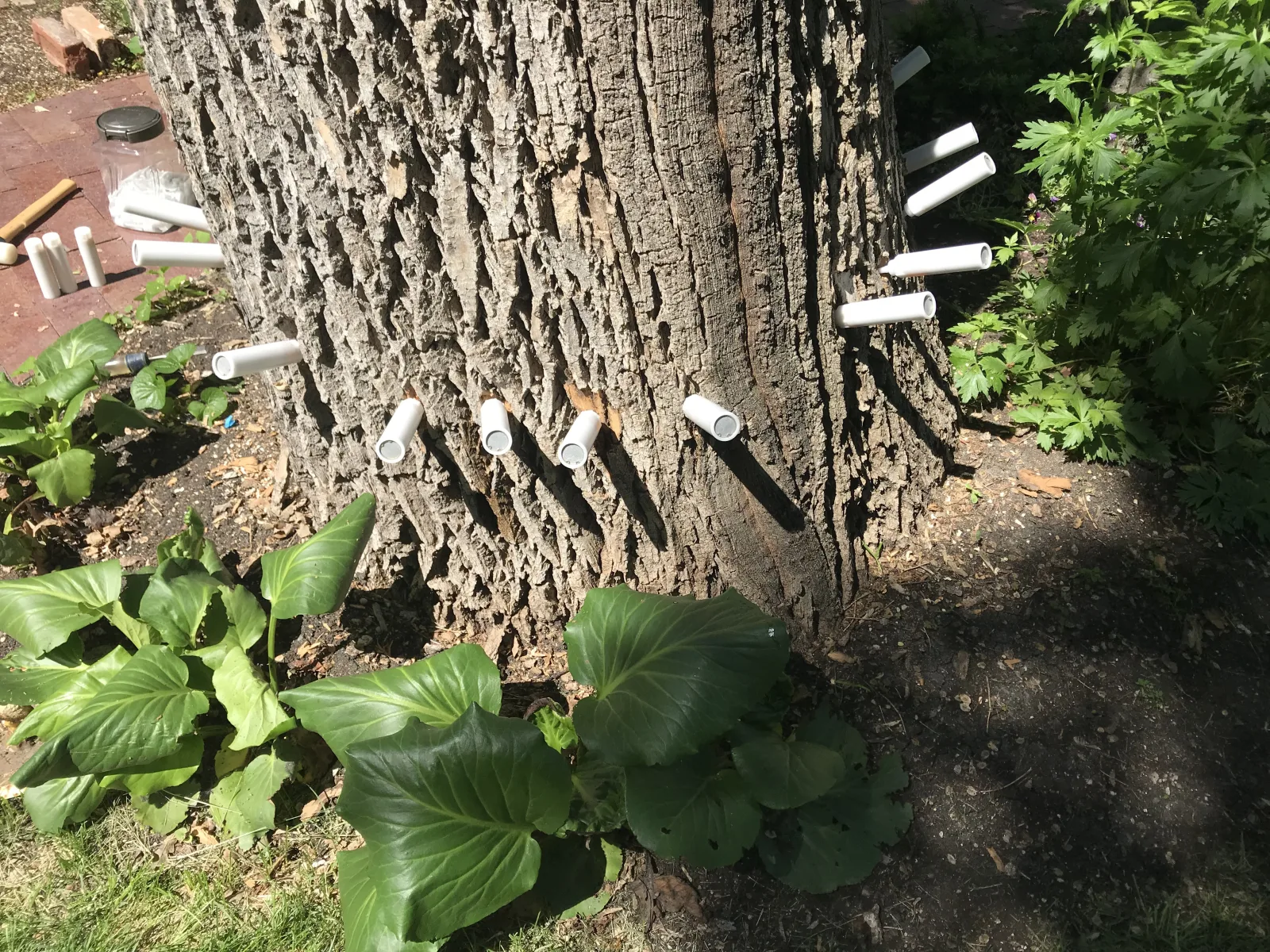 Treatment equipment at the base of an ash tree.
