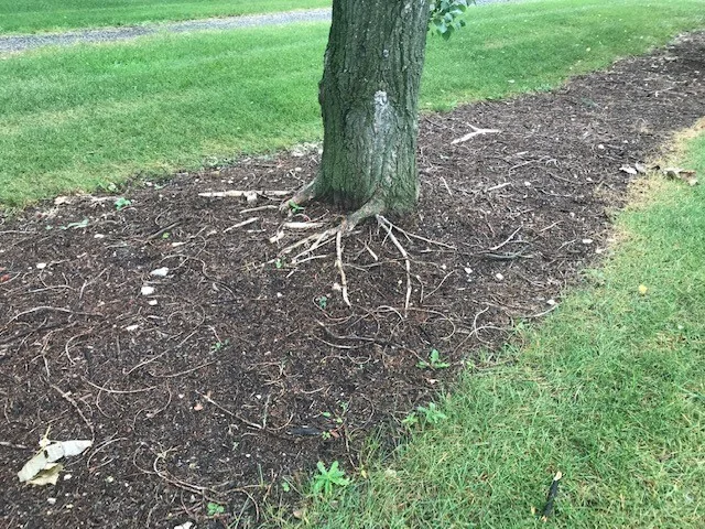 Wood-chip mulch in a garden.