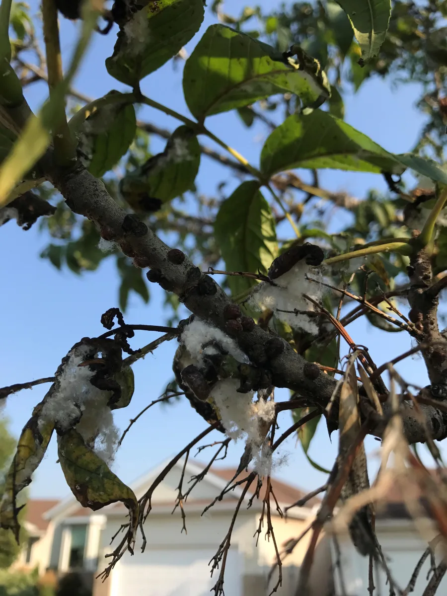 Ash foliage affected by cottony ash psyllid.