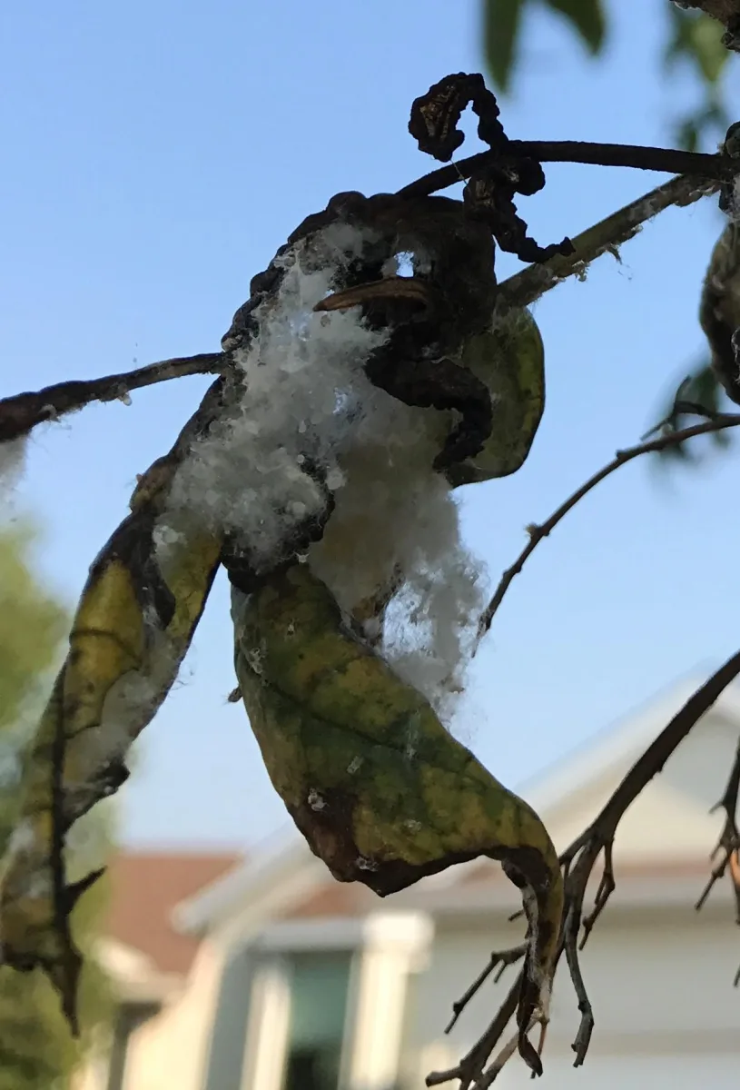 White cotton-like material and curled leaves on ash foliage.