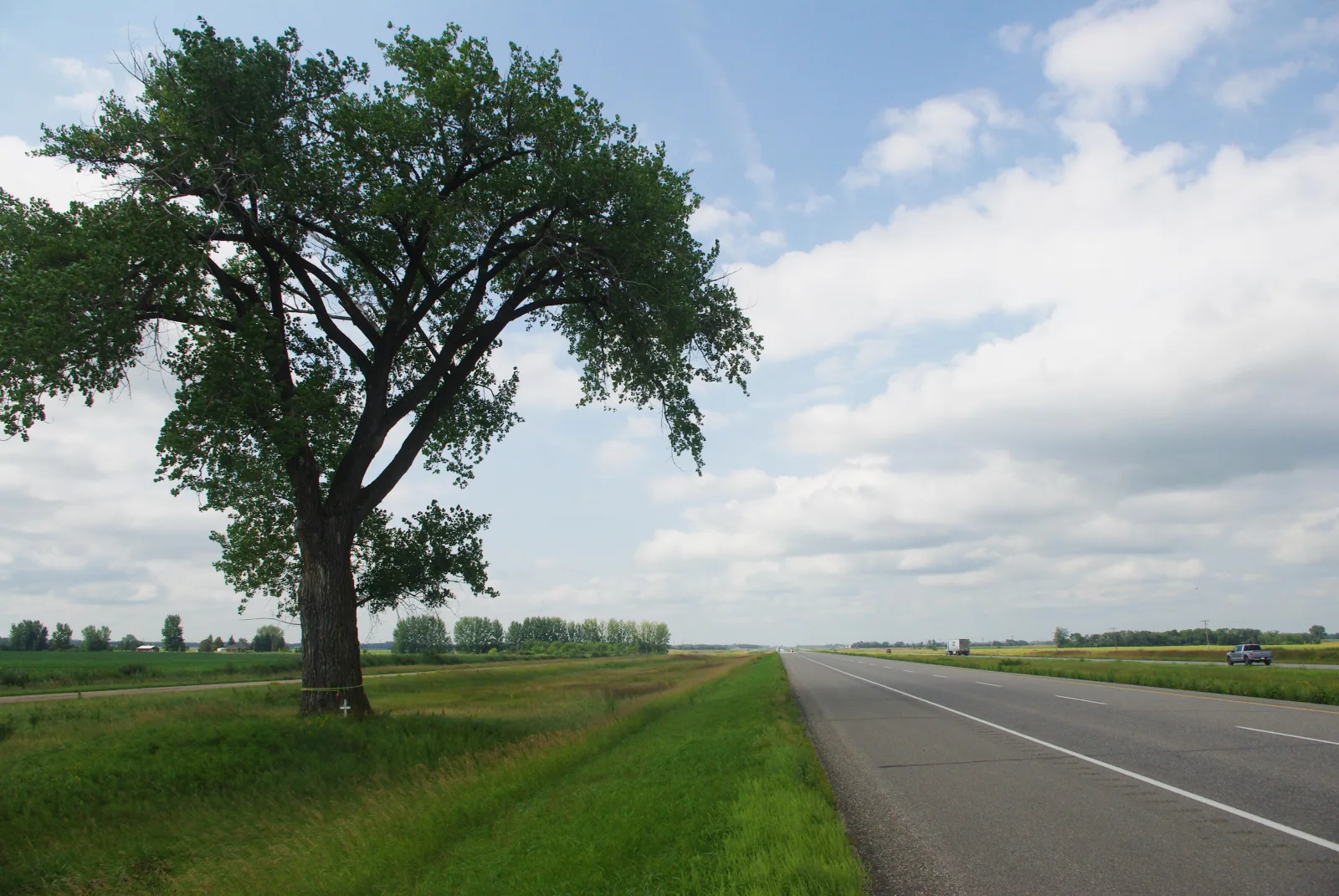 The Halfway Tree, a landmark beside the Trans-Canada Highway.