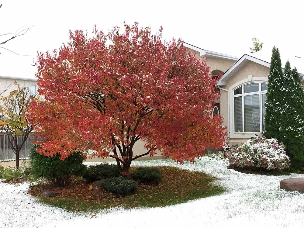 An Amur cherry tree in winter.