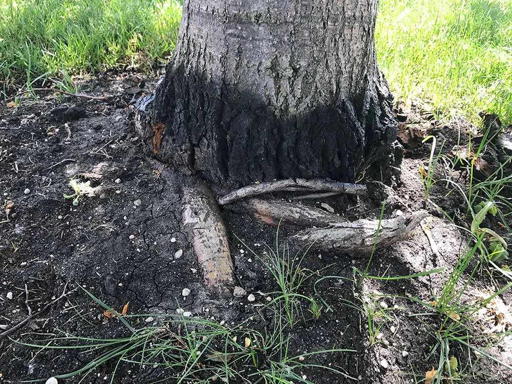 A root circling the base of a linden tree.
