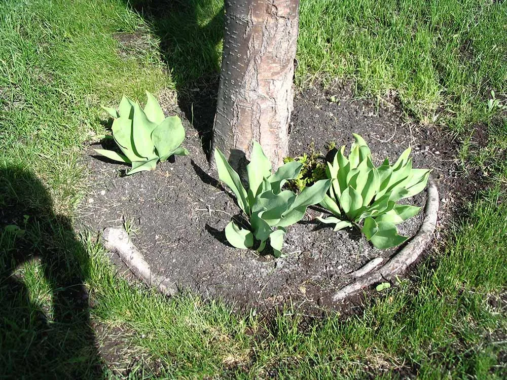 A circling root system from a container-grown tree.