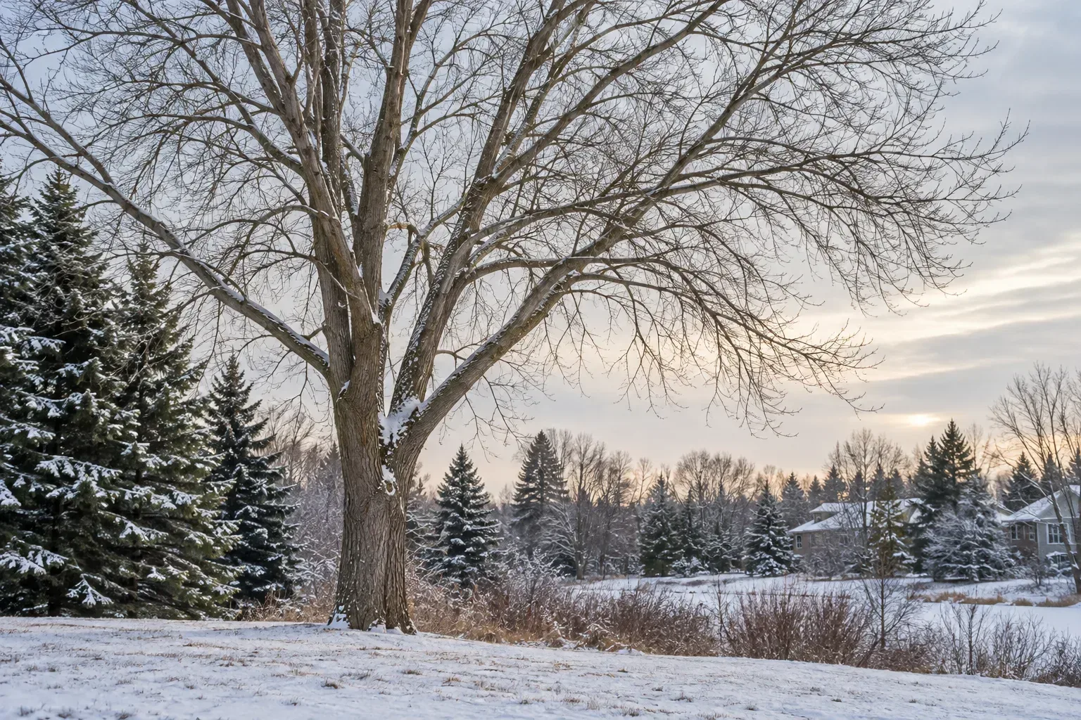A leafless tree in a quiet, snow-covered landscape.