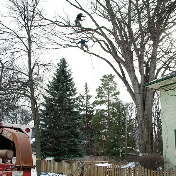 Winter Pruning of an American Elm