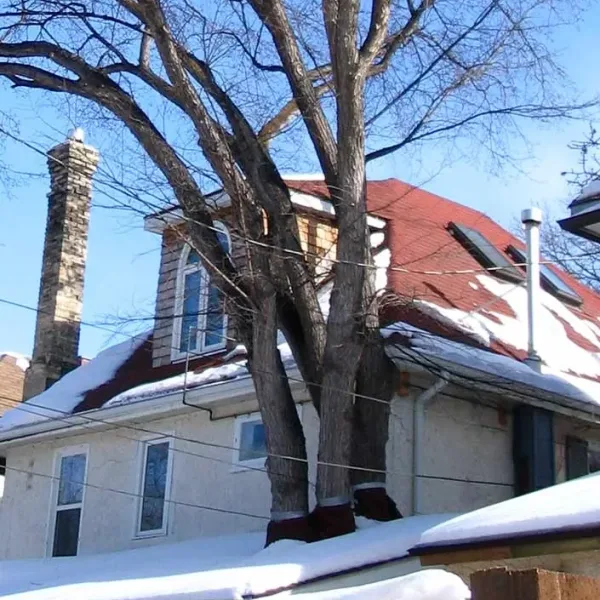 Pruning an Elm in a Sunroom