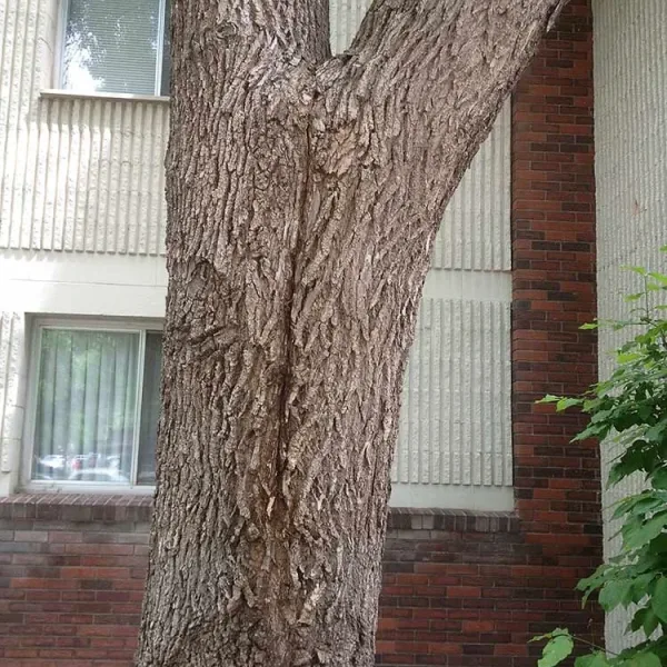 Cabling a Split Green Ash