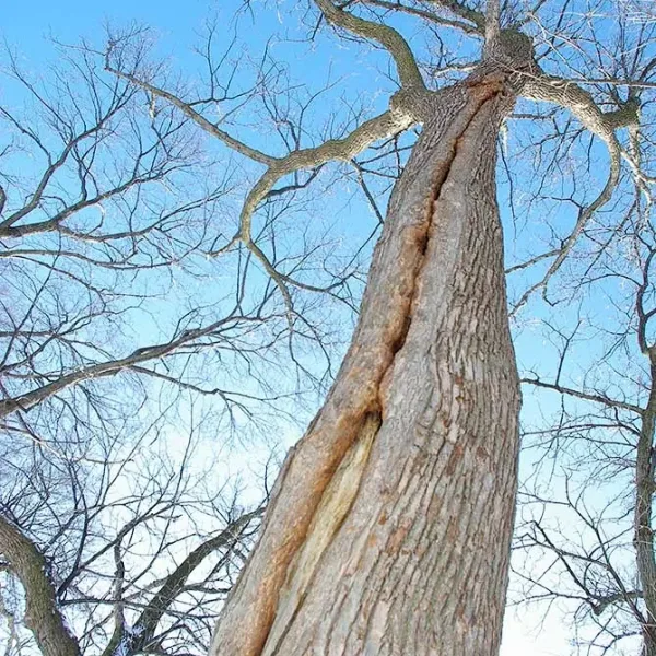 Cracked Linden Trunk
