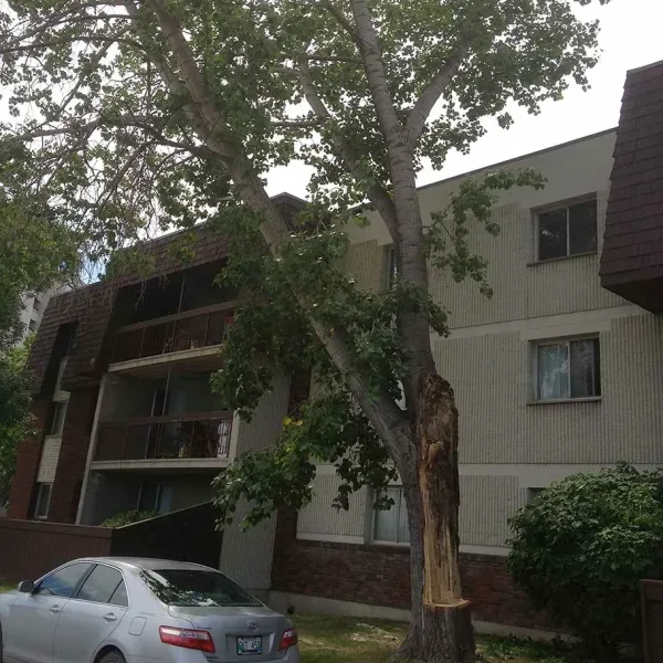Storm-Damaged Poplar
