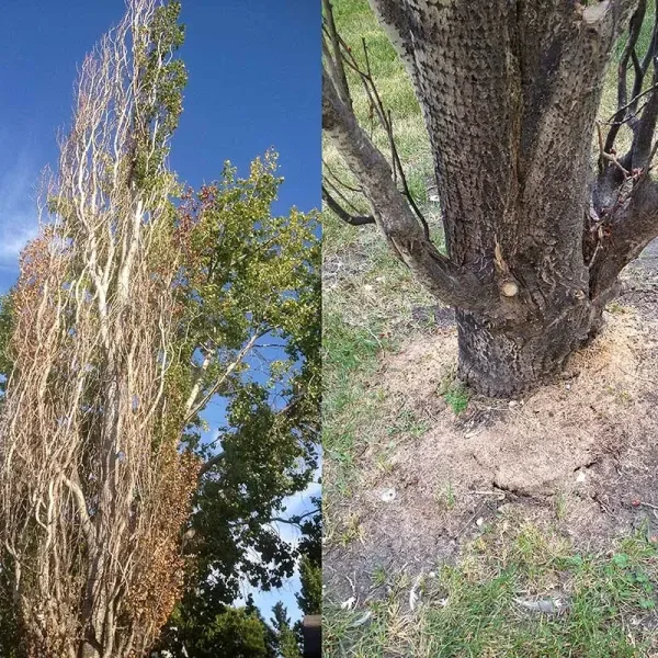 Poplar Borer Damage