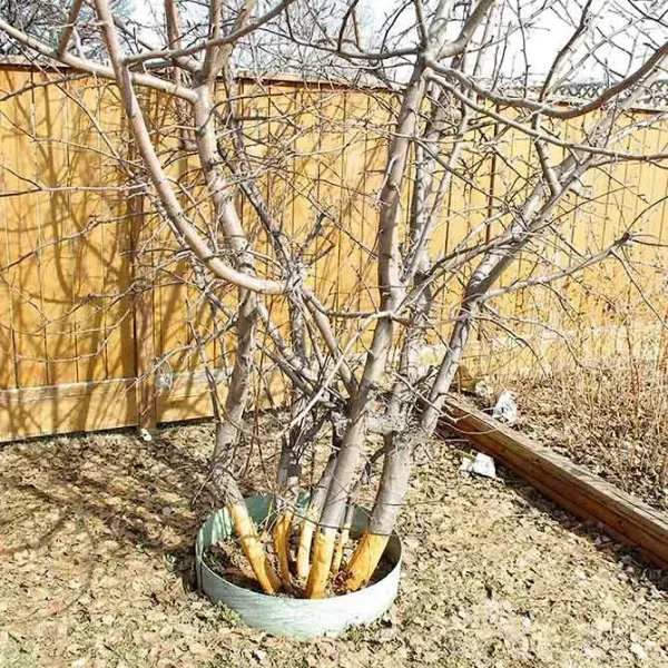Winter Damage to a Fruit Tree
