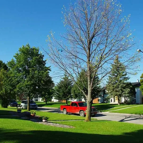 Landscaping Damage to a Linden