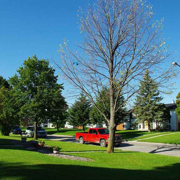 Linden Tree Re-landscaping