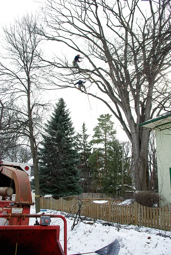 An arborist pruning a large American elm above a snow-covered yard.