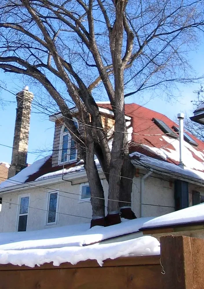 An elm growing through a snow-covered sunroom roof.