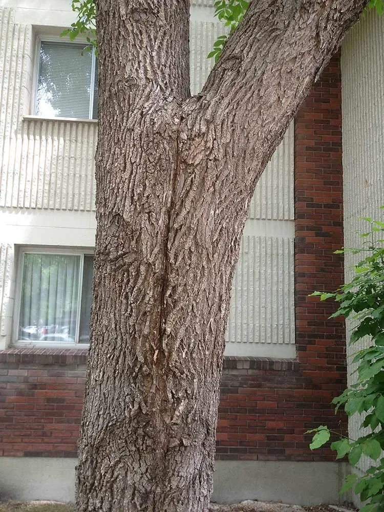 A green ash with a split between its main stems beside a brick house.