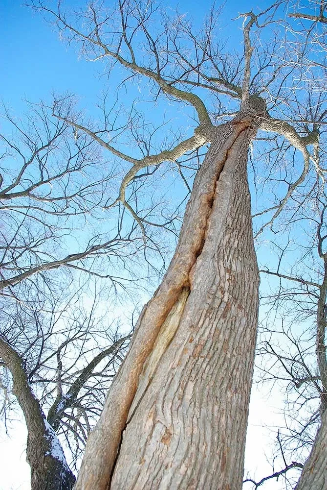 A long crack and exposed wood along a linden trunk.