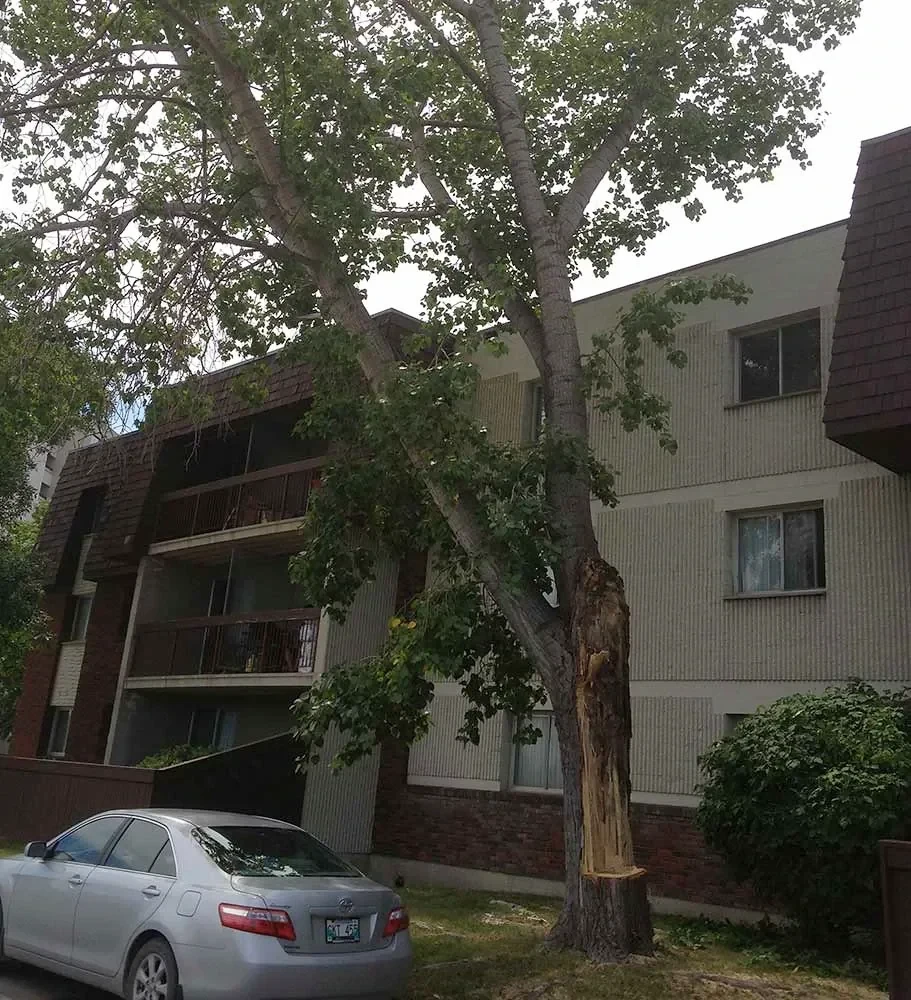 A storm-damaged poplar with a split trunk beside an apartment building.