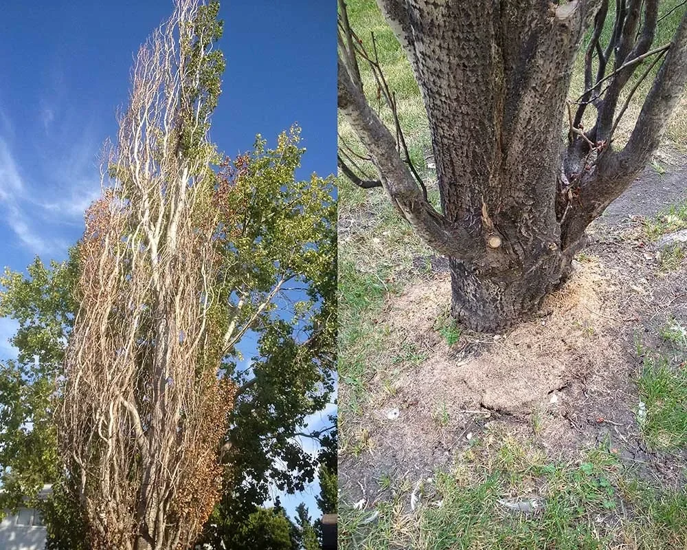 Two views of a Tower poplar showing crown dieback and damage near the trunk base.