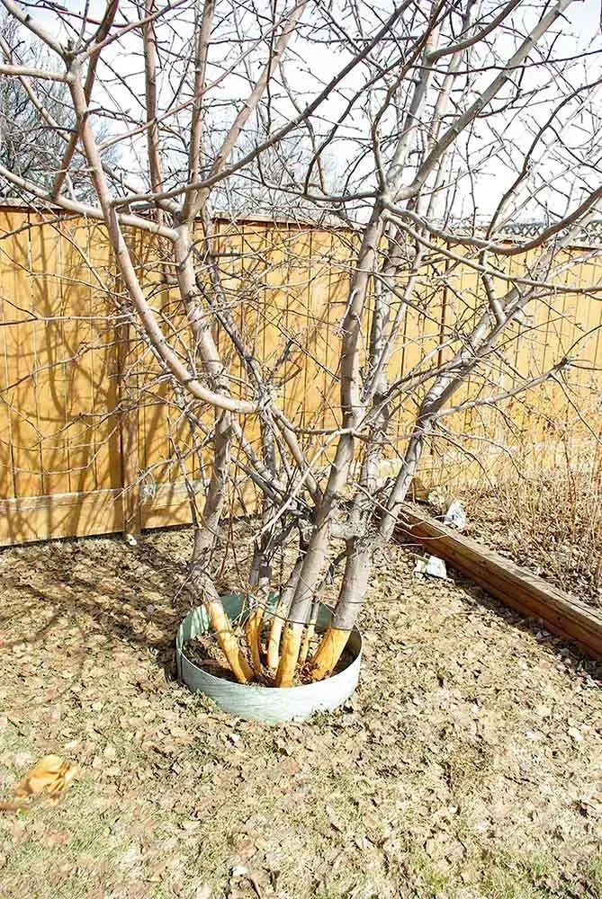 A young fruit tree with bark damage near its base.
