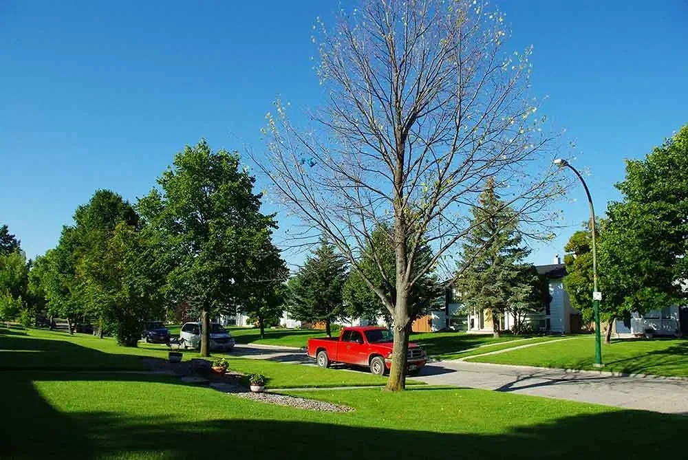 A linden with sparse foliage in a landscaped front yard.