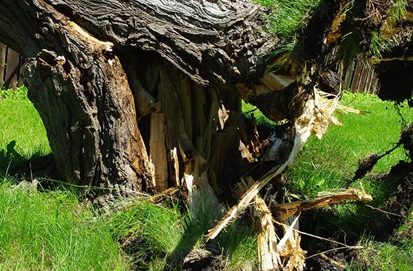 Stump Grinding