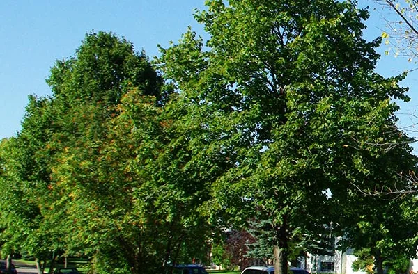 Tree Pruning