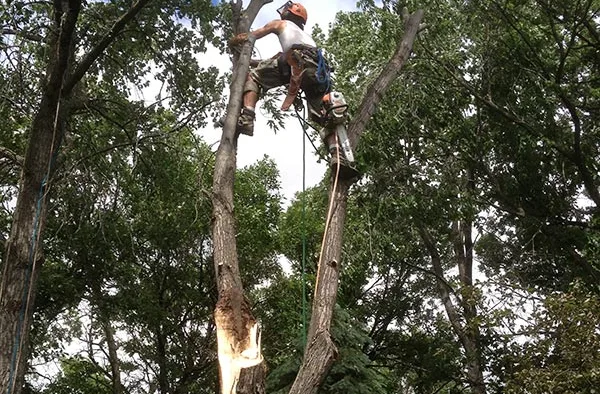 Tree Removal