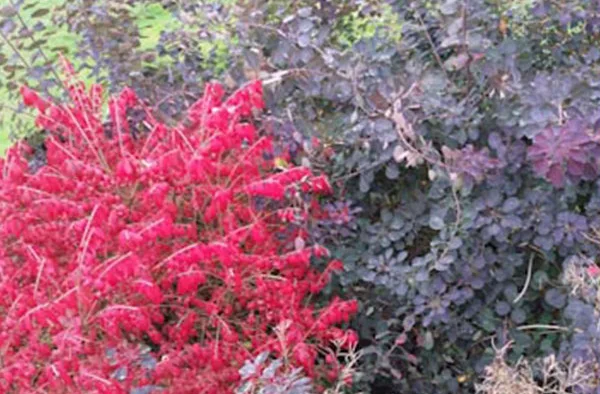 Shrub Pruning